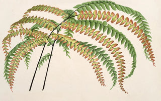 Charles Antoine Lemaire - Adiantum Hendersoni.webp