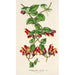 Aeschynanthus tricolor - Charles Antoine Lemaire — artwork view