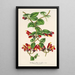 Aeschynanthus tricolor - Charles Antoine Lemaire — framed artwork on a wall