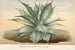 Agave Verschaffelti - Charles Antoine Lemaire — vista de la obra