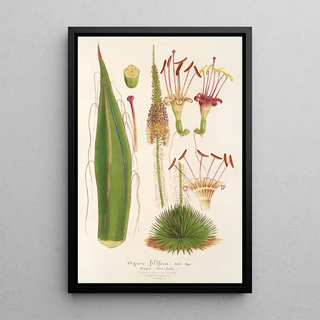 Charles Antoine Lemaire - Agave filifera.webp