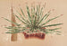 Agave schidigera - Charles Antoine Lemaire — vista de la obra
