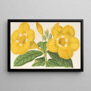 Charles Antoine Lemaire - Allamanda Hendersoni.webp
