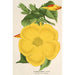 Allamanda nobilis - Charles Antoine Lemaire — artwork view