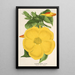 Allamanda nobilis - Charles Antoine Lemaire — framed artwork on a wall