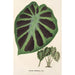 Alocasia Jenningsii - Charles Antoine Lemaire — vista de la obra