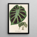 Alocasia Jenningsii - Charles Antoine Lemaire — cuadro enmarcado en la pared