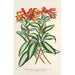 Alstroemeria argentovittata - Charles Antoine Lemaire — vista de la obra