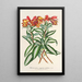 Alstroemeria argentovittata - Charles Antoine Lemaire — cuadro enmarcado en la pared