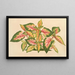 Alternanthera amabilis tricolor - Charles Antoine Lemaire — framed artwork on a wall