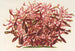 Alternanthera spathulata - Charles Antoine Lemaire — artwork view