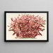 Alternanthera spathulata - Charles Antoine Lemaire — framed artwork on a wall