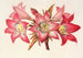 Amaryllis Belladonna - Charles Antoine Lemaire — vista de la obra