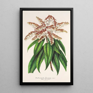 Charles Antoine Lemaire - Andromeda Comarostaphylis formosa.webp