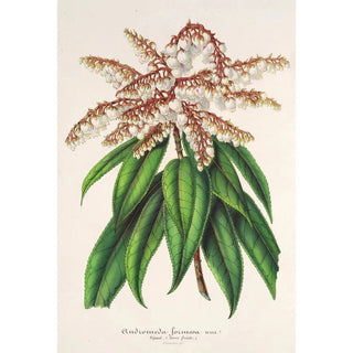 Charles Antoine Lemaire - Andromeda Comarostaphylis formosa.webp