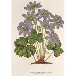 Charles Antoine Lemaire - Anemone Hepatica angulosa.webp