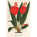 Anthurium Scherzerianum - Charles Antoine Lemaire — vista de la obra