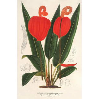 Charles Antoine Lemaire - Anthurium Scherzerianum.webp
