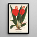 Anthurium Scherzerianum - Charles Antoine Lemaire — cuadro enmarcado en la pared
