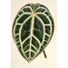 Reproduction of the painting Anthurium crystallinum - Charles Antoine Lemaire