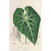 Anthurium leuconeurum - Charles Antoine Lemaire — vista de la obra