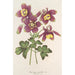 Aquilegia spectabilis - Charles Antoine Lemaire — vista de la obra
