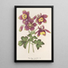 Aquilegia spectabilis - Charles Antoine Lemaire — cuadro enmarcado en la pared