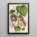 Aristolochia Duchartrei - Charles Antoine Lemaire — framed artwork on a wall