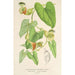 Reproducción del cuadro Aristolochia barbata - Charles Antoine Lemaire