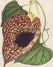 Aristolochia cordiflora - Charles Antoine Lemaire — artwork view
