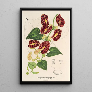 Charles Antoine Lemaire - Aristolochia floribunda.webp