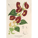 Reproduction of the painting Aristolochia floribunda - Charles Antoine Lemaire