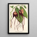 Reproduction of the painting Aristolochia tricaudata - Charles Antoine Lemaire