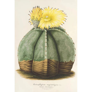 Charles Antoine Lemaire - Astrophytum myriostigma.webp