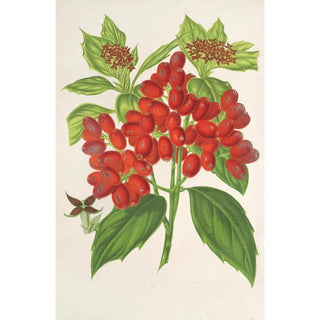 Charles Antoine Lemaire - Aucuba japonica Thunb en fruits.webp