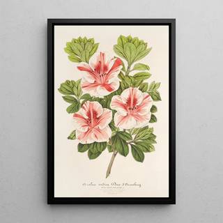 Charles Antoine Lemaire - Azalea indica Duc dAremberg.webp