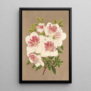 Charles Antoine Lemaire - Azalea indica Reine des PaysBas.webp