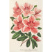 Reproducción del cuadro Azalea indica hybrida Dieudonné Spae - Charles Antoine Lemaire
