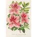 Reproducción del cuadro Azalea indica hybrida Madame Verschaffelt - Charles Antoine Lemaire