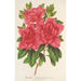 Azalea indica hybrida Madame Wagner - Charles Antoine Lemaire — vista de la obra