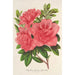 Azalea indica hybrida William Bull - Charles Antoine Lemaire — vista de la obra