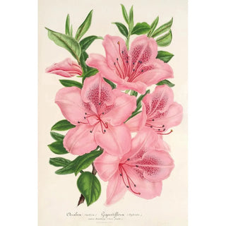 Charles Antoine Lemaire - Azalea indica hybrida gigantiflora.webp