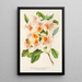 Azalea magnifica - Charles Antoine Lemaire — cuadro enmarcado en la pared