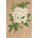Reproduction of the painting Azalea sinensis var Albiflora - Charles Antoine Lemaire