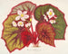 Begonia léopoldi - Charles Antoine Lemaire — vista de la obra