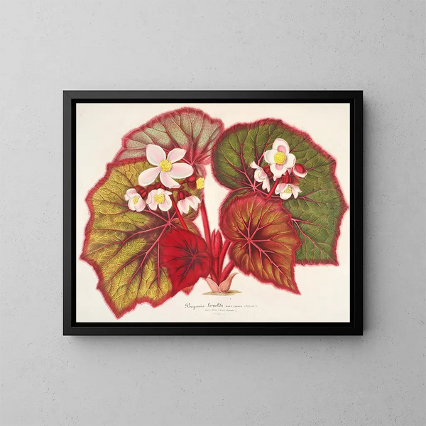 Begonia léopoldi - Charles Antoine Lemaire — cuadro enmarcado en la pared