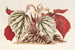 Begonia eximia - Charles Antoine Lemaire — vista de la obra
