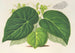 Begonia imperialis var. smaragdina - Charles Antoine Lemaire — artwork view