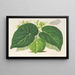 Begonia imperialis var. smaragdina - Charles Antoine Lemaire — framed artwork on a wall