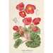 Begonia rosiflora - Charles Antoine Lemaire — vista de la obra